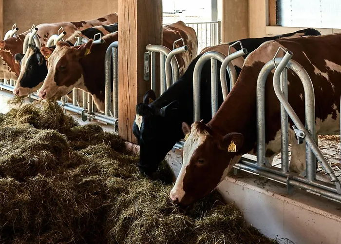 Over-amstel Boerderij Couette-café
