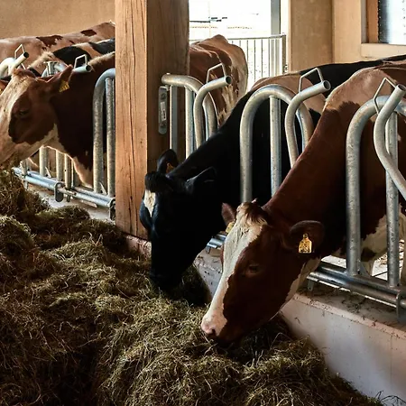 Over-amstel Boerderij Bed & Breakfast